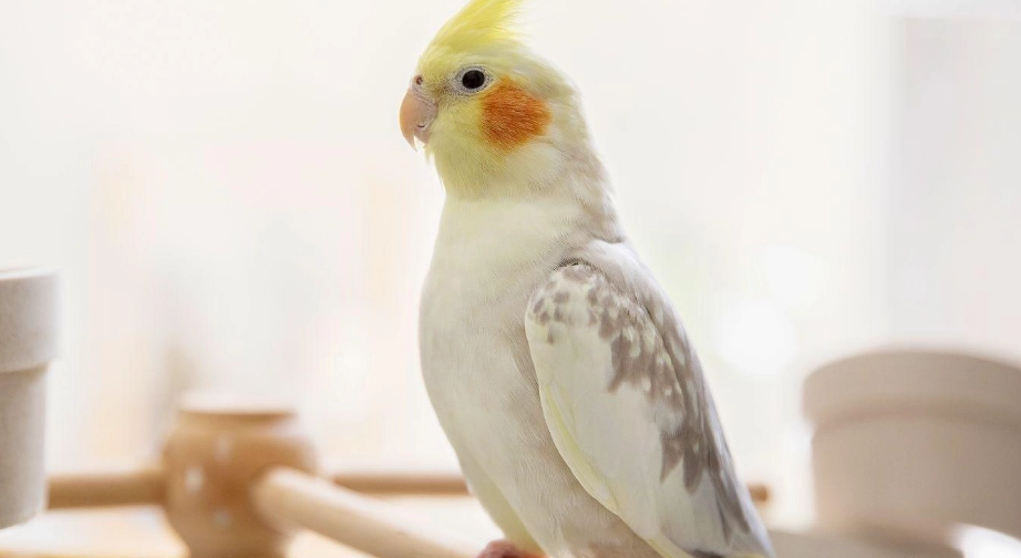 玄鳳鸚鵡 飼養挑戰