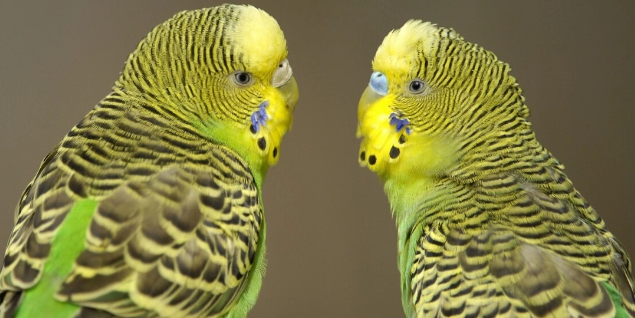 虎皮鸚鵡叫聲差異