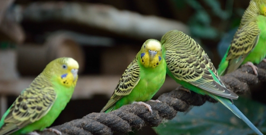分辨虎皮鸚鵡性別