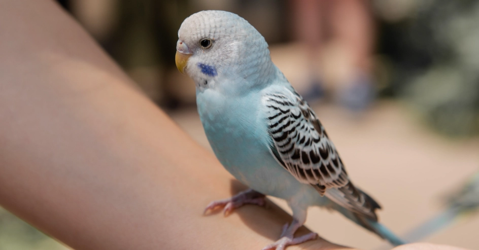 虎皮鸚鵡叫聲差異