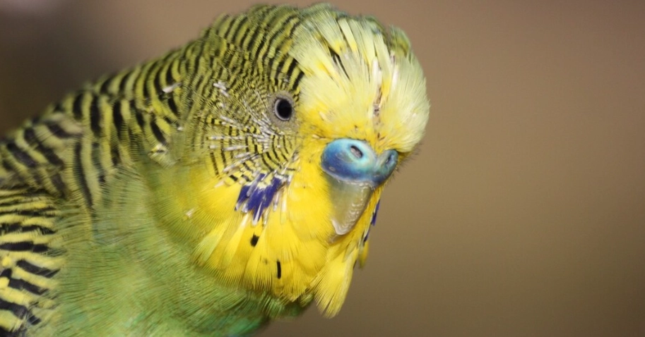 虎皮鸚鵡叫聲意思