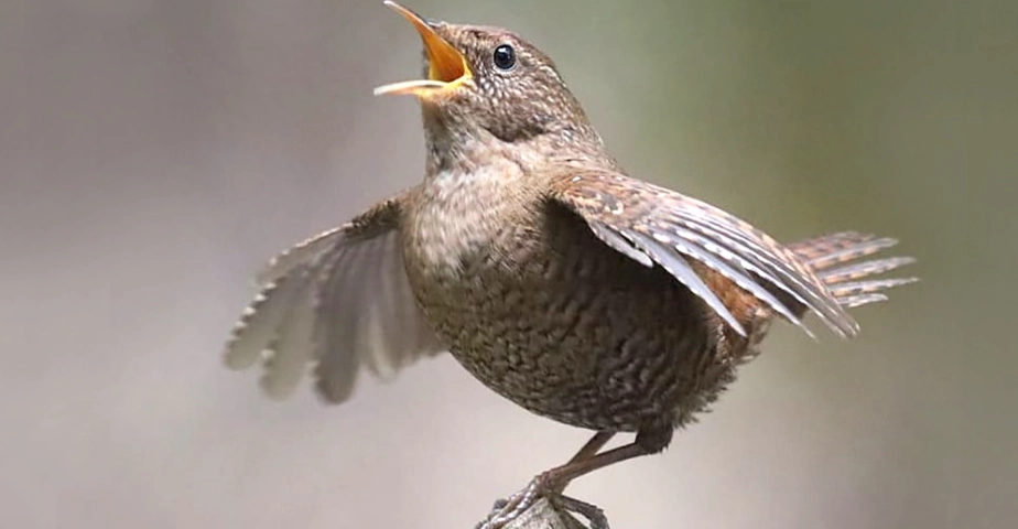 早上鳥叫聲很吵