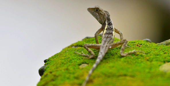 攀蜥幼體食物 攀蜥幼體食物