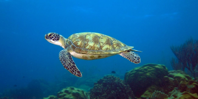 台東自然景點 台東自然景點