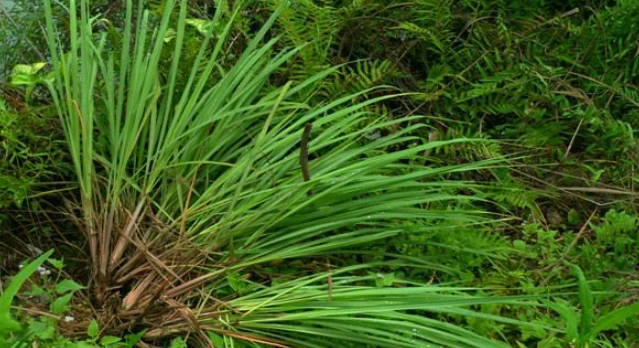 香茅驅壁虎 香茅驅壁虎