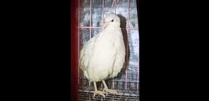 半夜鳥一直叫怎麼辦