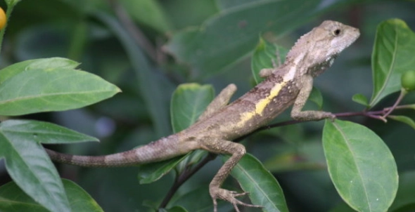 斯文豪氏攀蜥分布