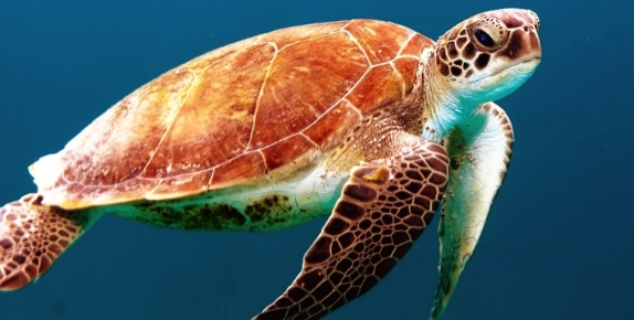 台東自然景點 台東自然景點