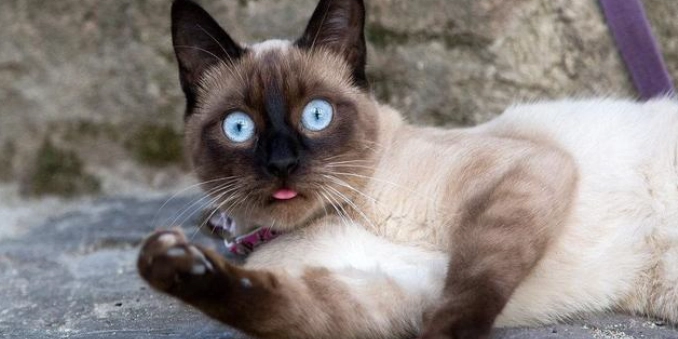 暹羅貓飼養 暹羅貓飼養