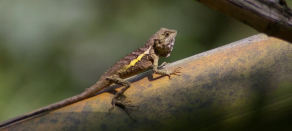 斯文豪氏攀蜥觀察地點
