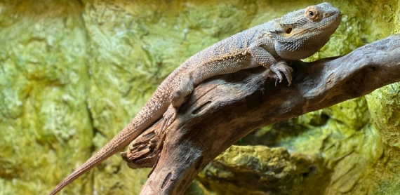 寵物蜥蜴護理 寵物蜥蜴護理