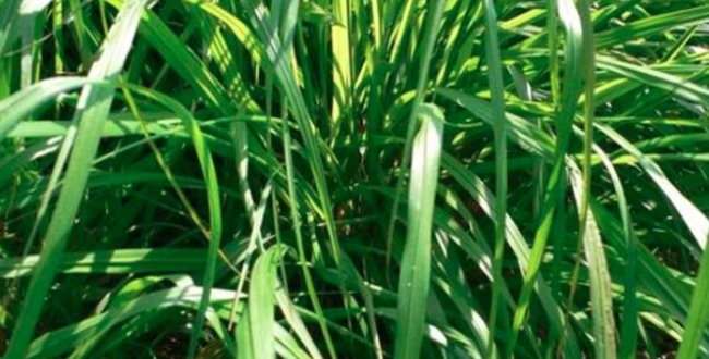 天然驅壁虎方法 天然驅壁虎方法