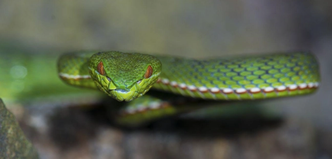 蛇爬行原理 蛇爬行原理