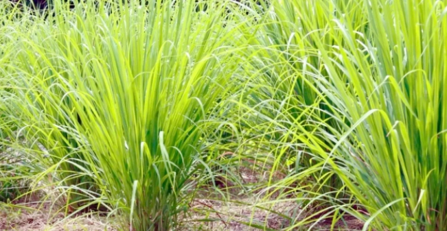 香茅驅壁虎 香茅驅壁虎