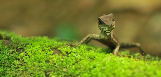 攀木蜥蜴幼體飼養 攀木蜥蜴幼體飼養
