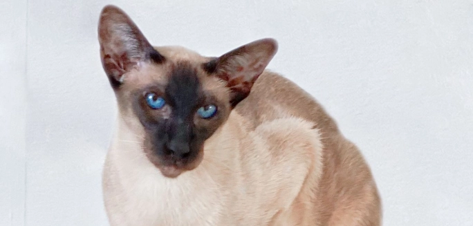 暹羅貓性格 暹羅貓性格