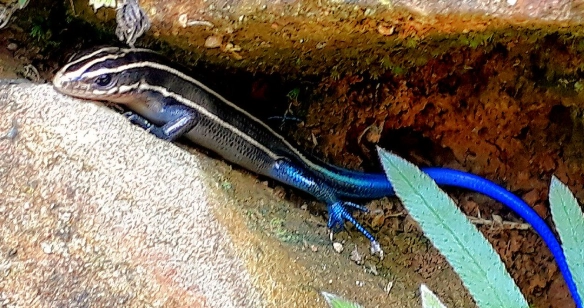 石龍子 好處 生態 石龍子 好處 生態