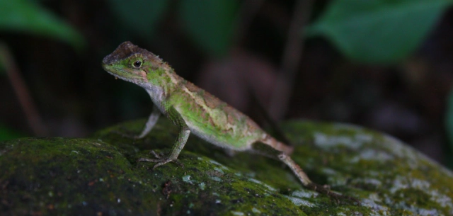 綠鬣蜥幼體照顧 綠鬣蜥幼體照顧