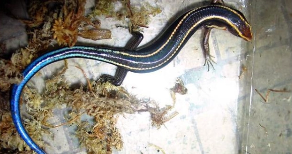 石龍子 益蟲 台灣 石龍子 益蟲 台灣