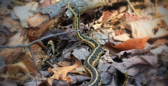 蛇可以爬多高?完整解析攀爬能力與防蛇實用指南 蛇可以爬多高?完整解析攀爬能力與防蛇實用指南