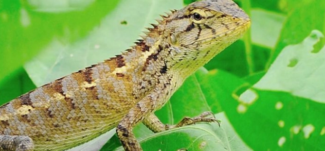 蜥蜴聽覺科學 蜥蜴聽覺科學