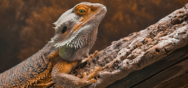 蜥蜴 風水 吉兆 蜥蜴 風水 吉兆