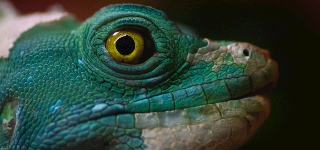 家裡有蜥蜴 預兆 家裡有蜥蜴 預兆