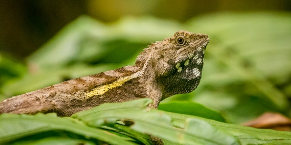 如何尋找斯文豪氏攀蜥