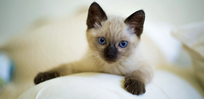 暹羅貓飼養 暹羅貓飼養