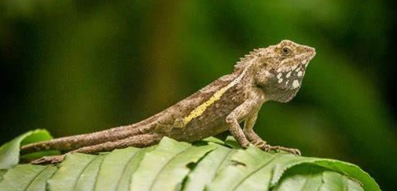 如何尋找斯文豪氏攀蜥