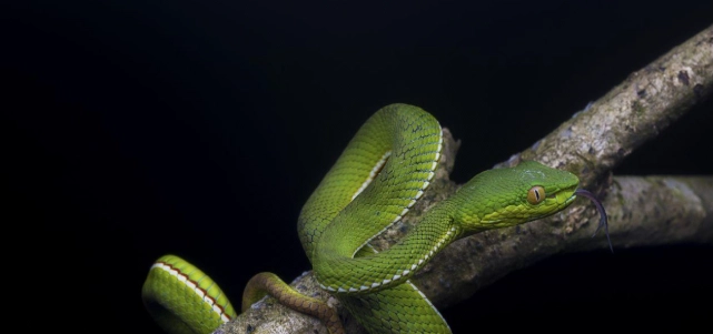 蛇爬行全攻略:科學原理、觀察地點與安全指南 蛇爬行全攻略:科學原理、觀察地點與安全指南