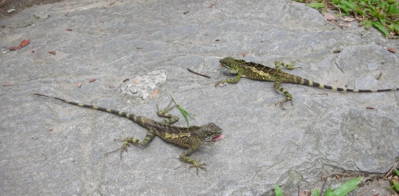 攀木蜥蜴幼體飼養 攀木蜥蜴幼體飼養