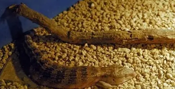 石龍子 好處 生態 石龍子 好處 生態