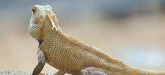 蜥蜴會咬人嗎