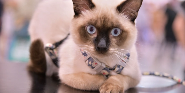 暹羅貓飼養 暹羅貓飼養