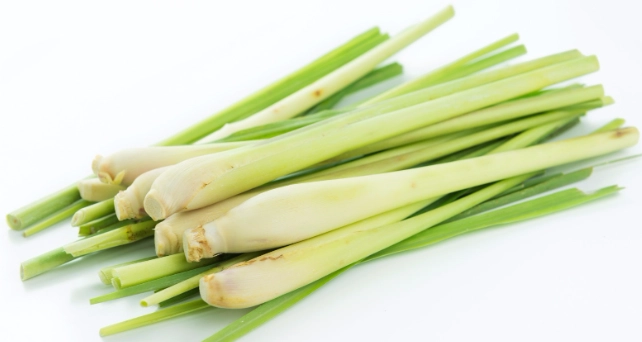 壁虎怕香茅 壁虎怕香茅