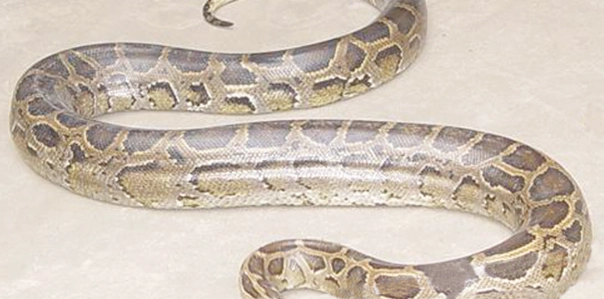 蛇爬行原理 蛇爬行原理