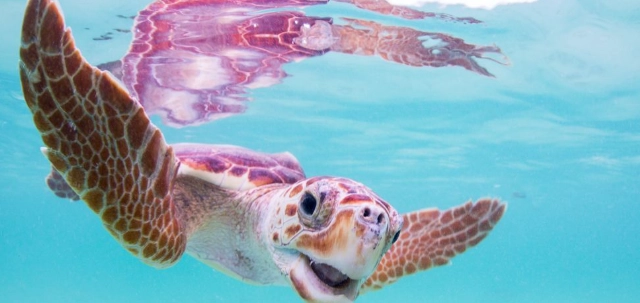 台東自然景點 台東自然景點