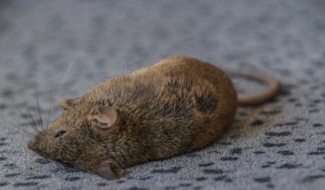 死老鼠處理 死老鼠處理