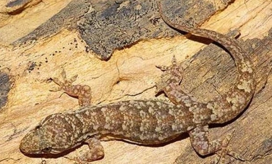 壁虎預防技巧 壁虎預防技巧