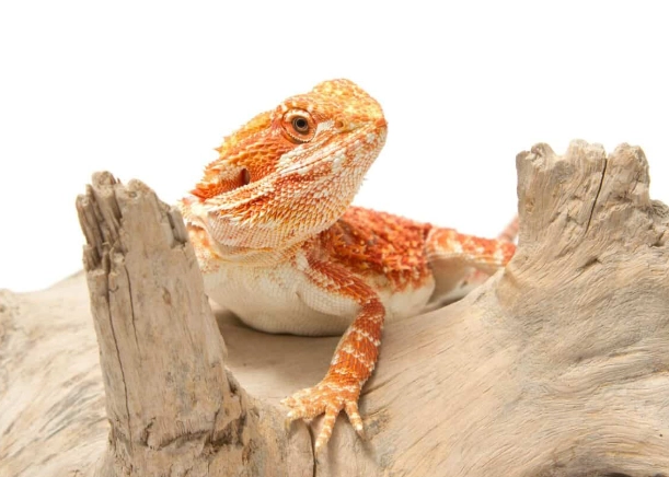 鬆獅蜥發情期照顧 鬆獅蜥發情期照顧