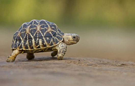 烏龜水位設置 烏龜水位設置