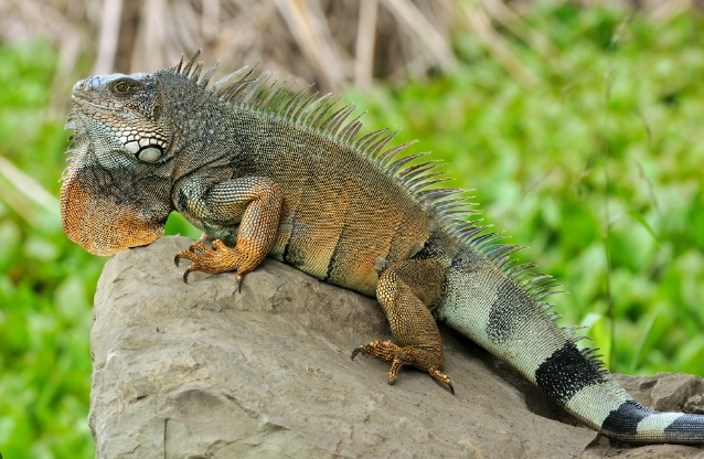 蜥蜴吃什麼 蜥蜴吃什麼