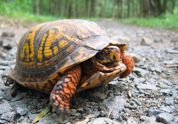 烏龜水位設置 烏龜水位設置