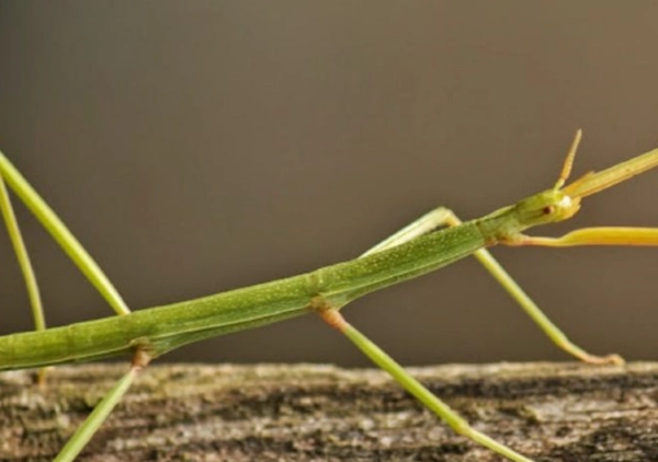 竹節蟲可以吃嗎