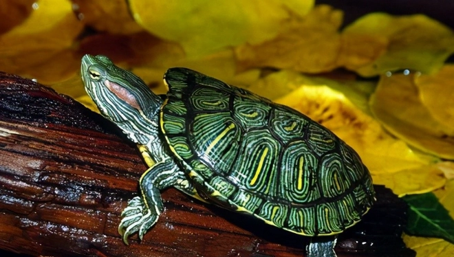 龜缸水深 龜缸水深