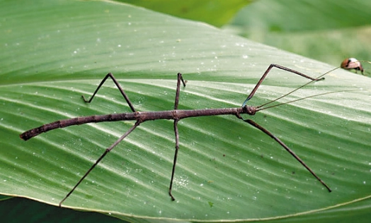 台灣竹節蟲