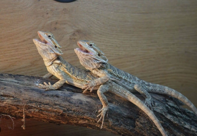 鬆獅蜥發情期徵兆 鬆獅蜥發情期徵兆