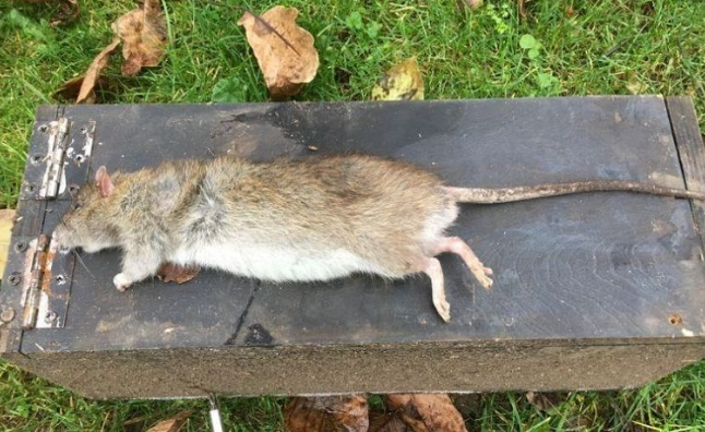 死老鼠處理 死老鼠處理