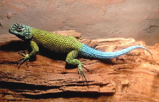 鬆獅蜥幼體照顧